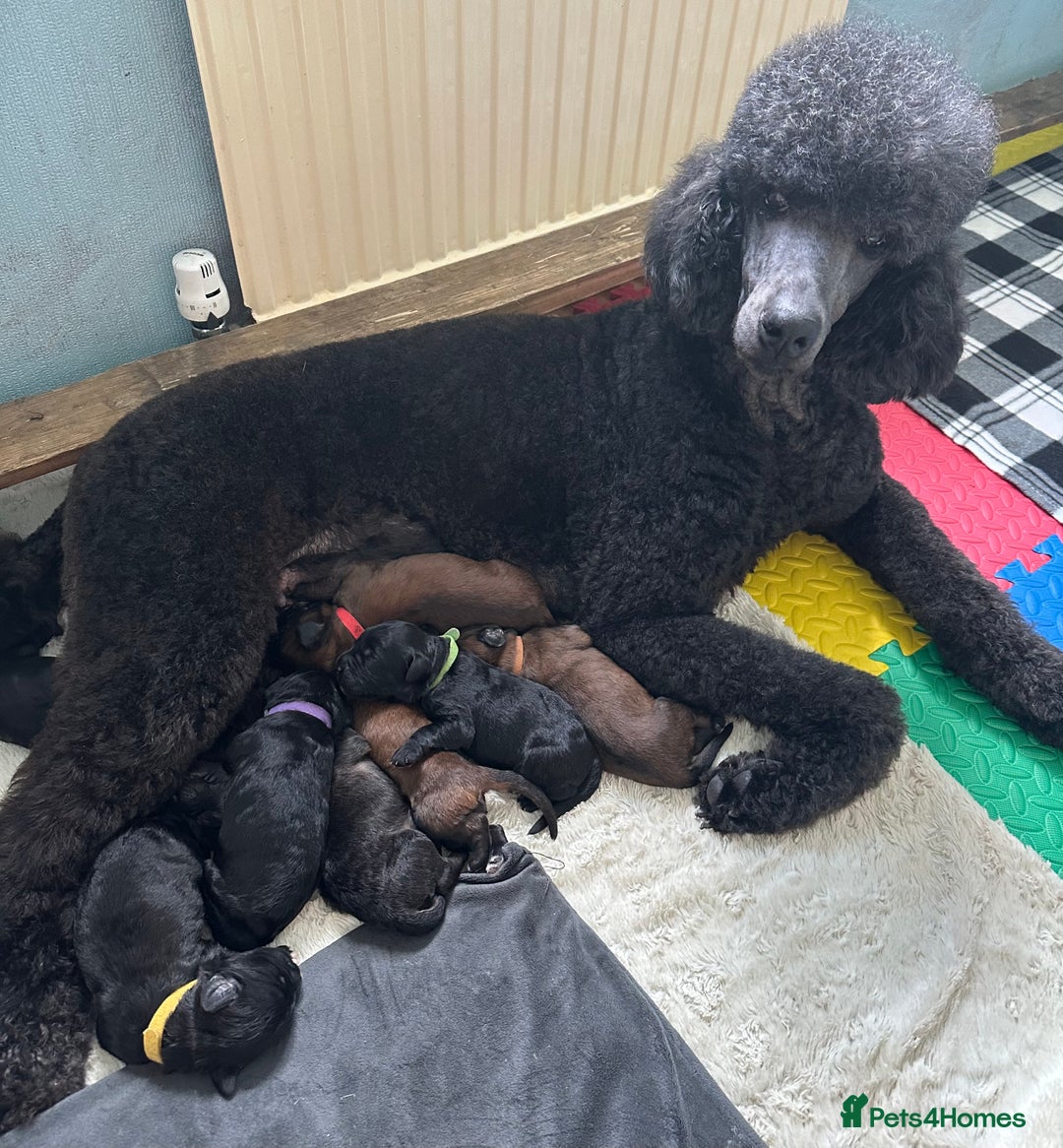 Mixed Breed dogs for sale: F1 Saint Berdoodles - Image 28