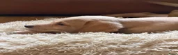 Labrador Retriever dogs for sale: Labrador puppies - Advert 3