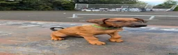 Dobermann dogs for sale: 1 FEMALE READY TO LEAVE NOW!! | Doberman pups!  - Advert 9