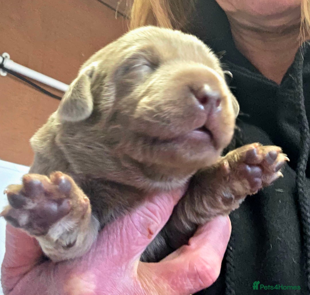 Labrador Retriever dogs for sale: Gorgeous KC Silver Labrador Puppies. - Image 7