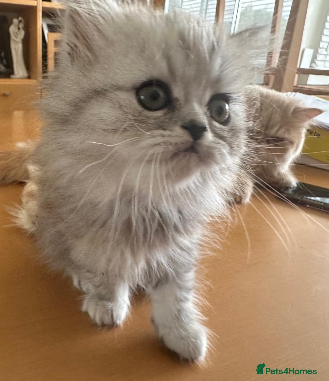 Persian cats for sale: Two multicoloured Persian females - Image 13