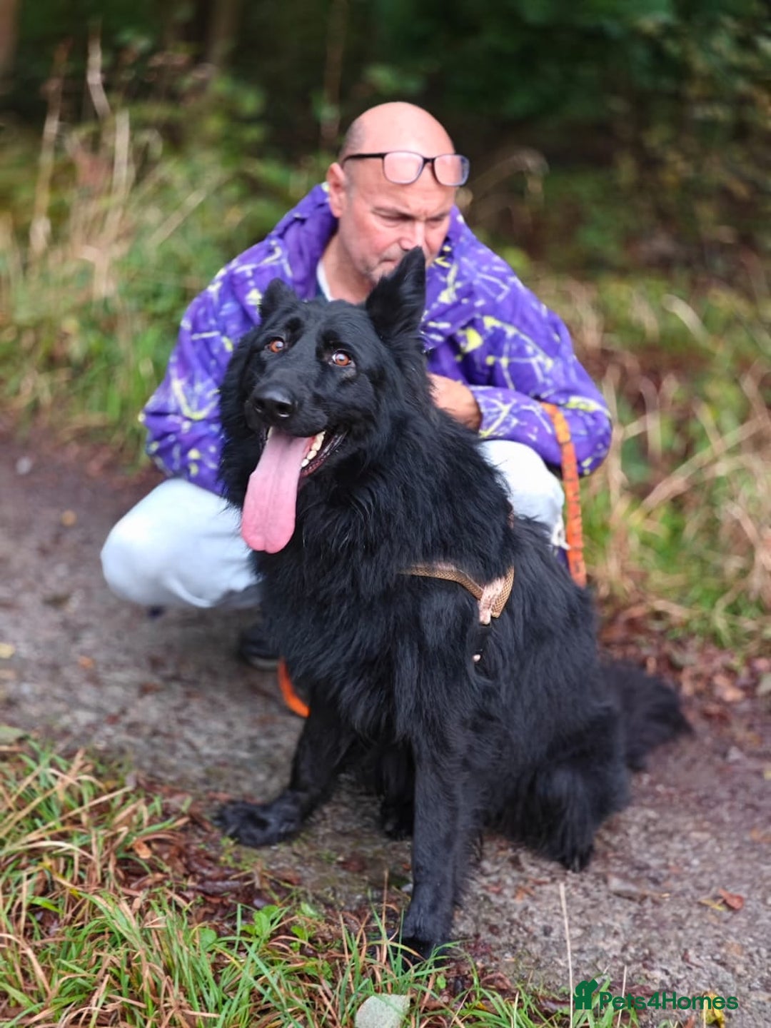German Shepherd dogs for adoption: 💙AXEL💙-A True Gentleman Looking for Home  - Image 1