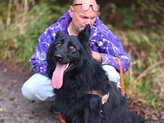 German Shepherd dogs - Advert 22