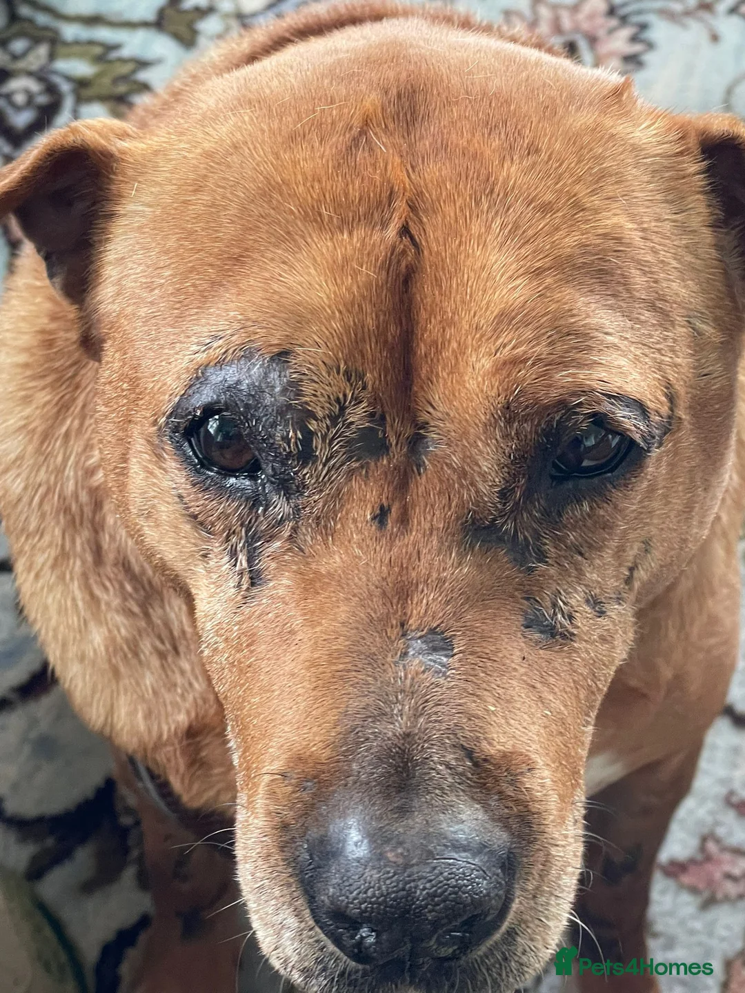 Mixed Breed dogs for adoption: Rita 💔 PLEASE DON’T SCROLL PAST HER SCARS. 💔 - Advert 5