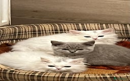 Turkish Angora cats for sale: Turkish Angora x Persian  - Image 7