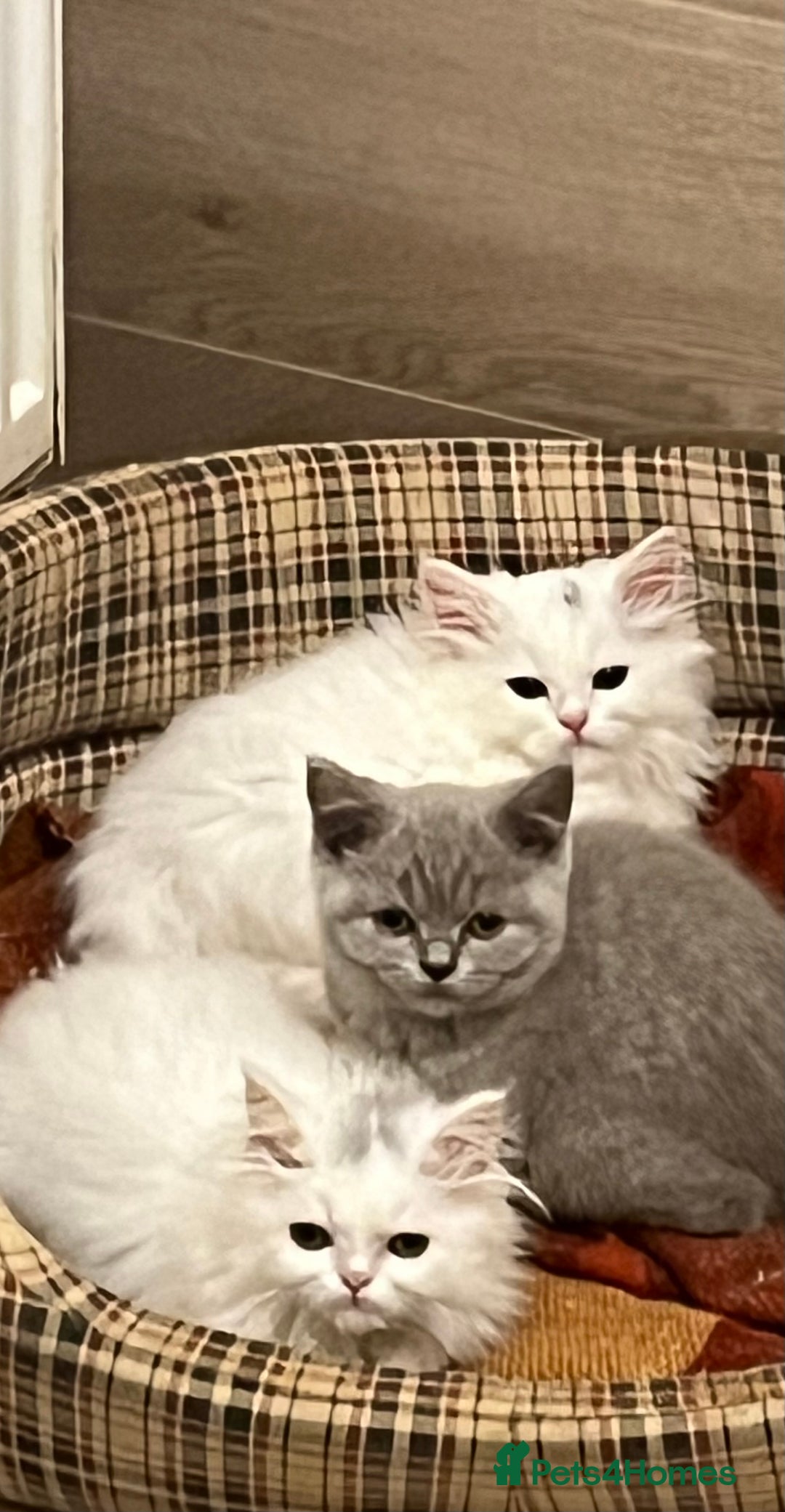 Turkish Angora cats for sale: Turkish Angora x Persian  - Image 7