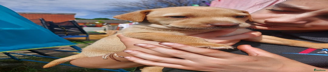 Mixed Breed Puppy 1