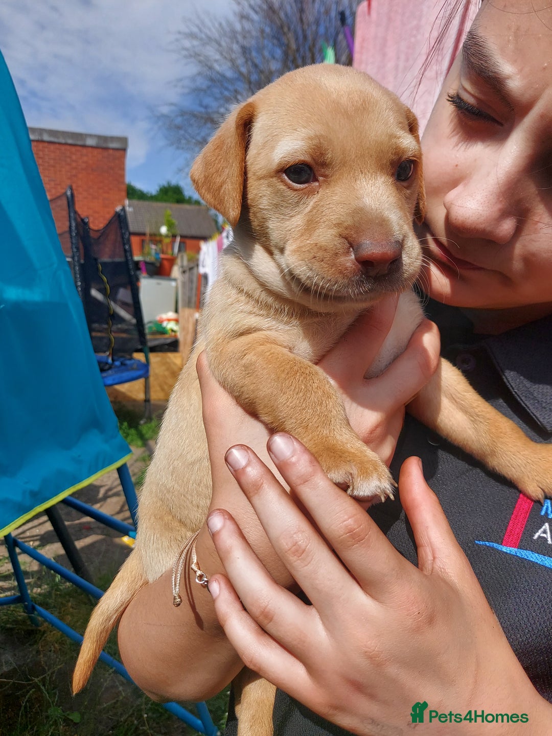 Mixed Breed dogs for sale: Mixed labrador  - Image 27