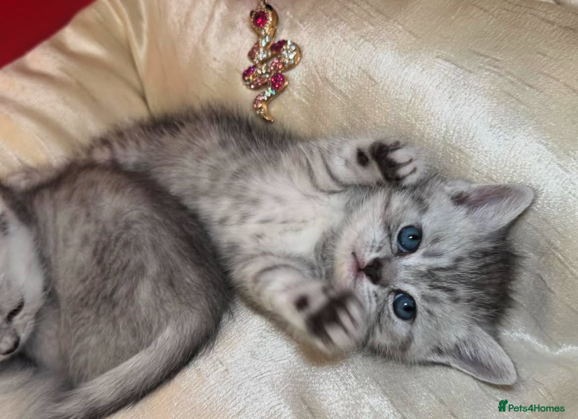 British Shorthair cats Beautiful silver spotted British shorthair kitten - Advert 16