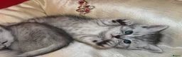 British Shorthair cats for sale: Beautiful silver spotted British shorthair kitten - Advert 1