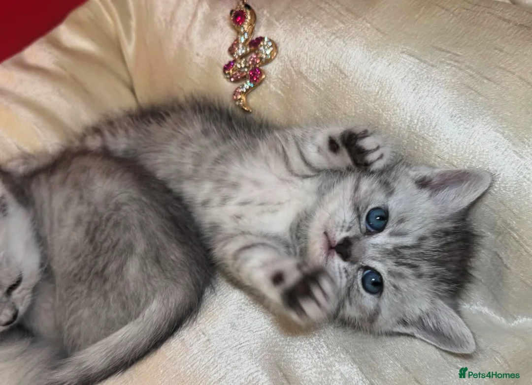 British Shorthair cats for sale: Beautiful silver spotted British shorthair kitten - Advert 1