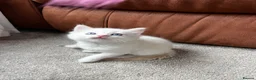 Maine Coon cats for sale: 4 LEFT! Stunning main coon x ragdoll kittens  - Advert 12