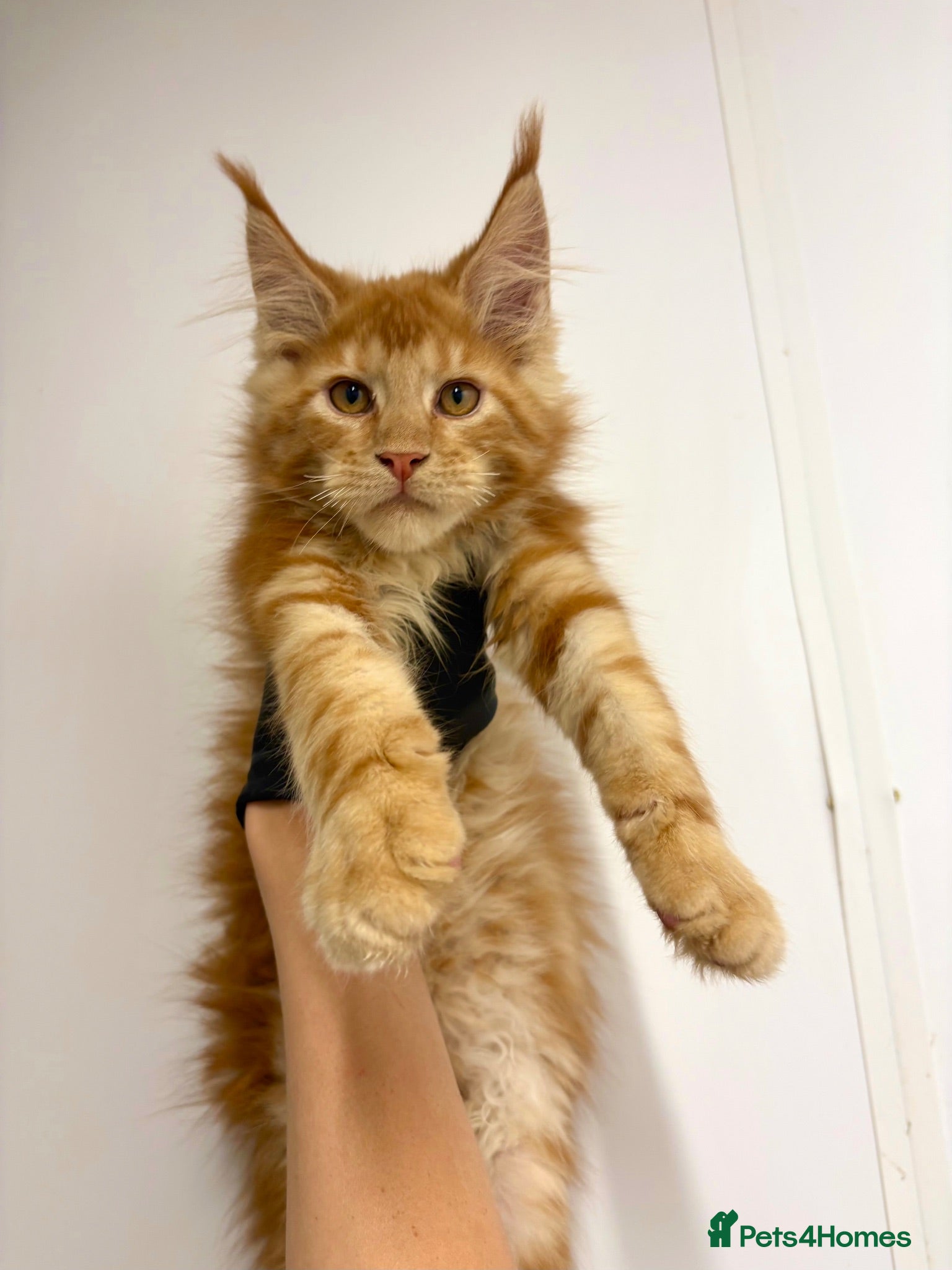 Maine Coon cats Maine coon kittens  - Advert 13