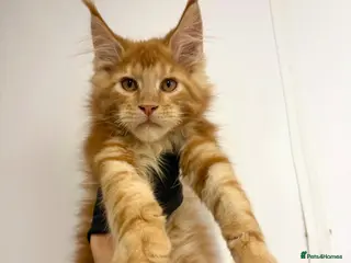 Maine Coon cats Maine coon kittens - Advert 13