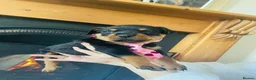 Rottweiler dogs for sale: GERMANY ROTTWEILER  in Southampton - Advert 2