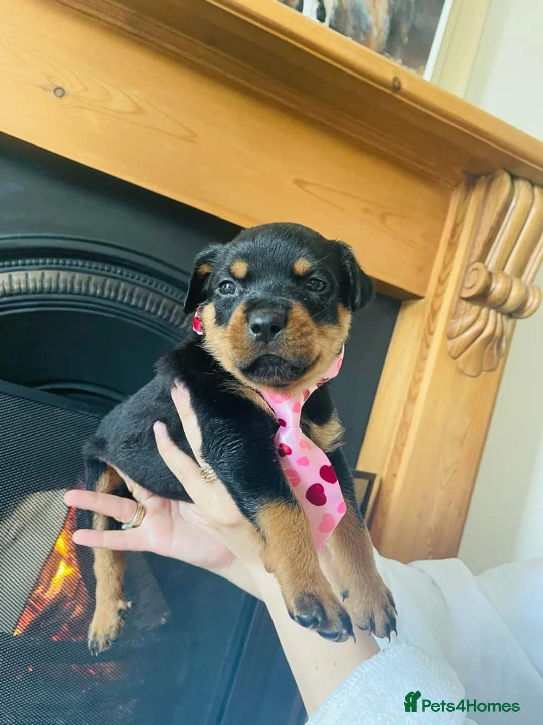 Rottweiler dogs for sale: GERMANY ROTTWEILER  in Southampton - Advert 2