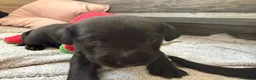 Labrador Retriever dogs for sale: Beautiful Chocolate & Black Labrador Puppies in Torquay - Advert 17