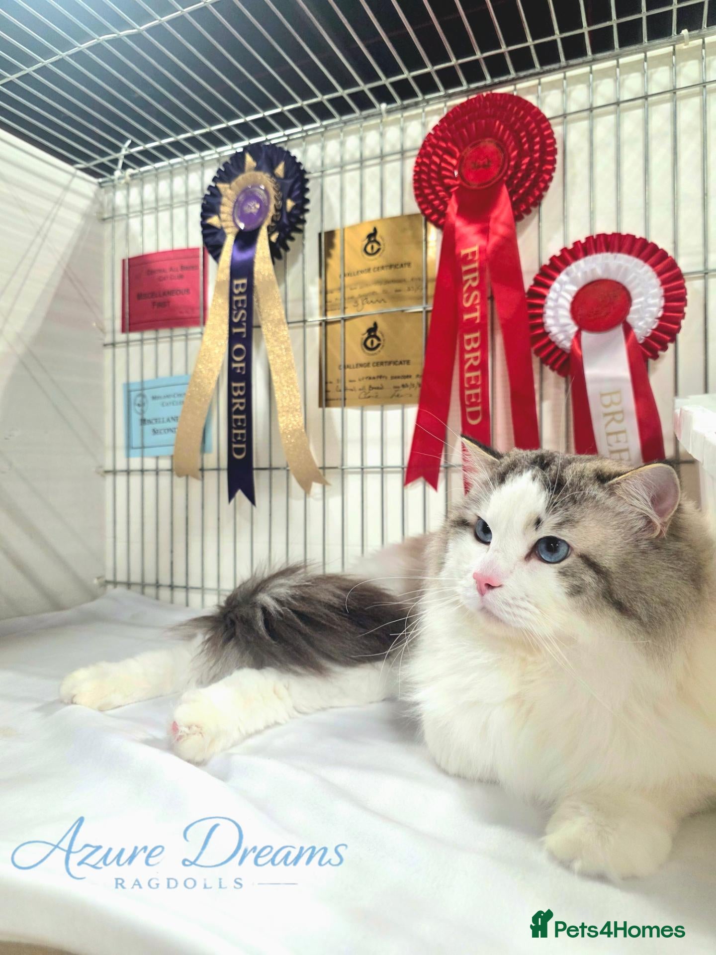 Ragdoll cats 🏆 CHAMPION LUTRAPETS SHADDER RIVER 🏆 - Advert 6