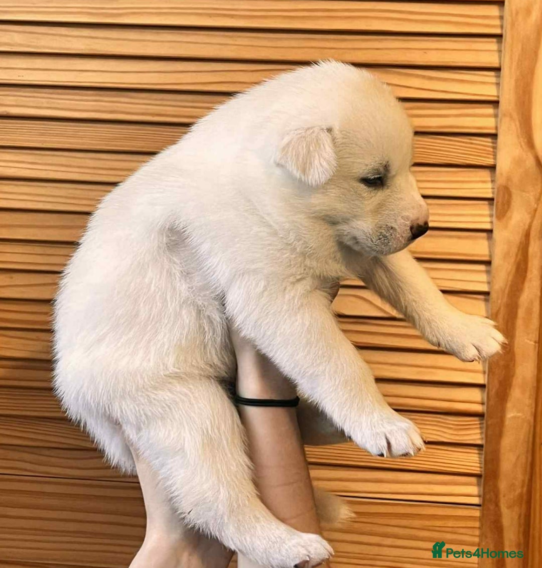 Siberian Husky dogs for sale: Siberian husky puppies x 5 - Advert 17