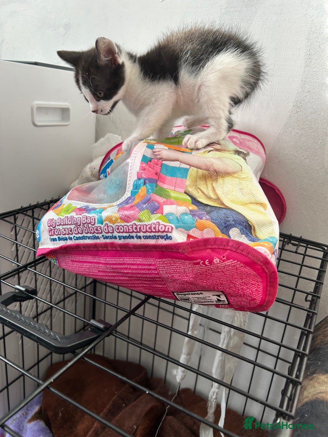 Mixed Breed cats for sale: Kittens are ready now  - Advert 21