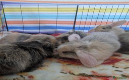 English Lop rabbits for sale: Beautiful baby bunnies  - Image 4