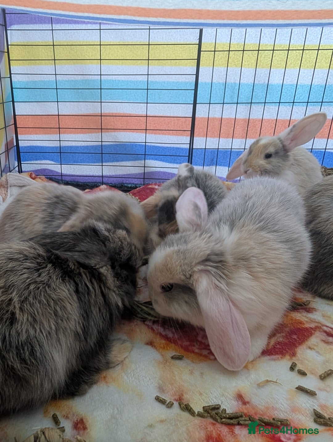 English Lop rabbits for sale: Beautiful baby bunnies  - Image 4