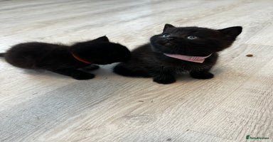 British Shorthair cats - Advert 1