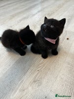 British Shorthair cats - Advert 1