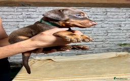 Dobermann dogs for sale: Dobermann puppies Champion bloodline, kc reg - Image 20