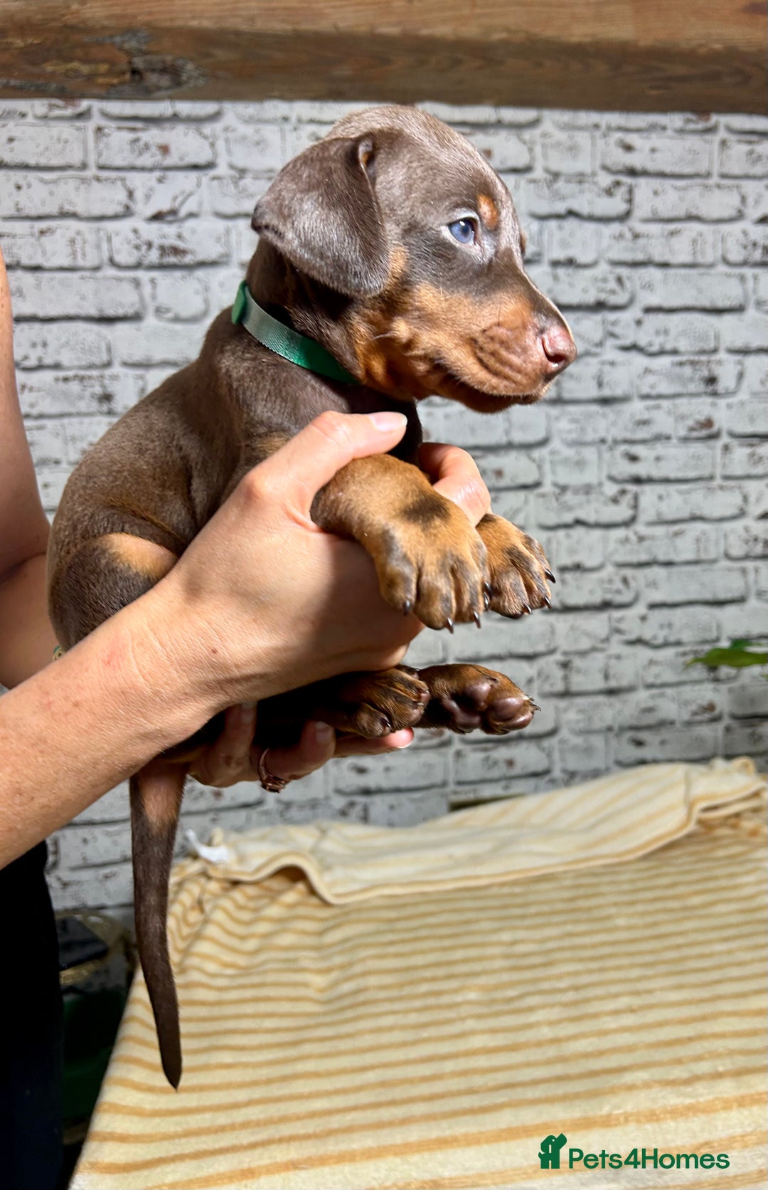 Dobermann dogs for sale: Dobermann puppies Champion bloodline, kc reg - Image 20