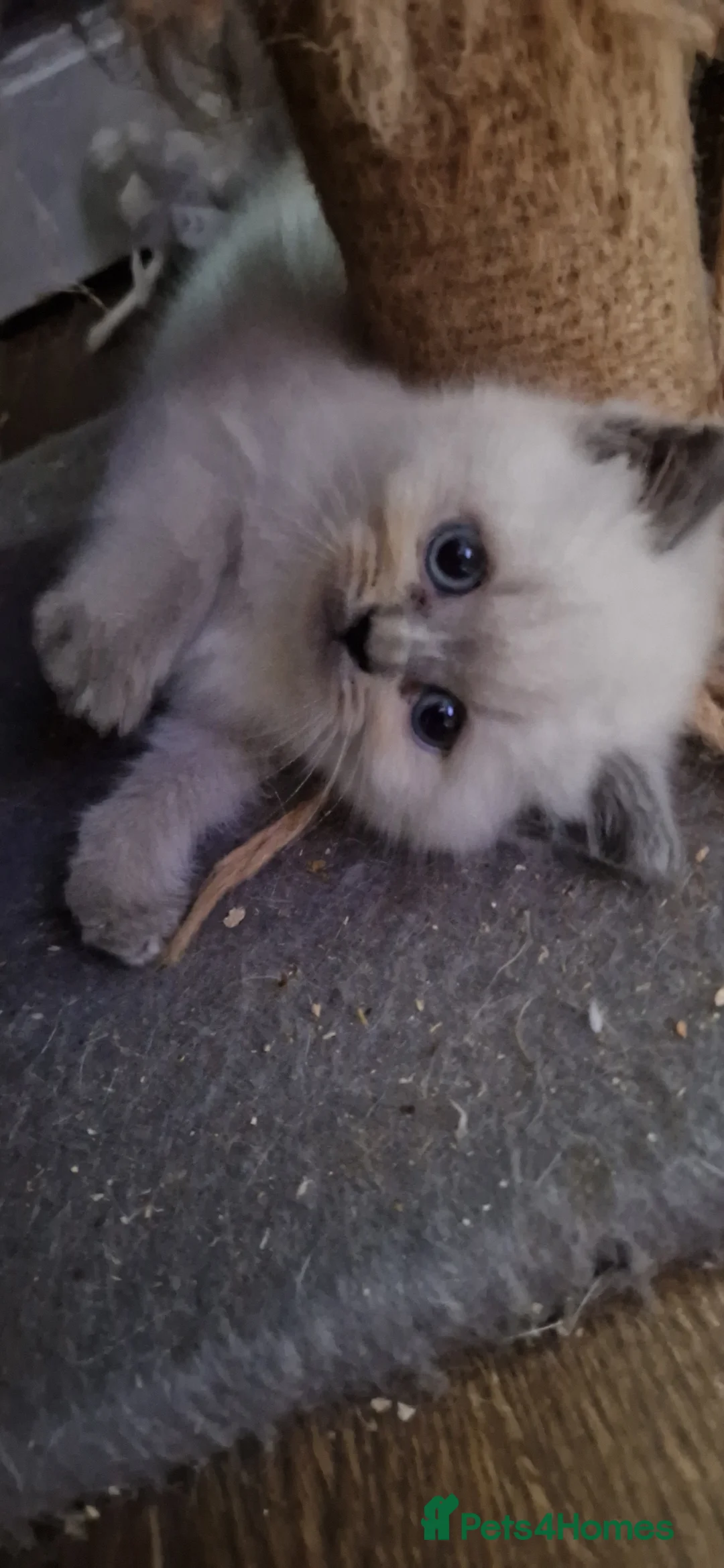 Persian cats for sale: Persian Kittens - Advert 6