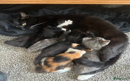 Ragdoll cats for sale: Beautiful kittens mixed colours - Image 5