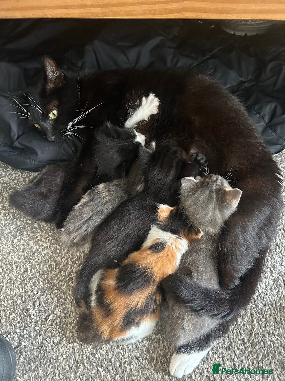 Ragdoll cats for sale: Beautiful kittens mixed colours - Image 5
