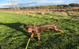 Dobermann dogs for sale: Looking for a forever home for our beautiful boy  - Image 2