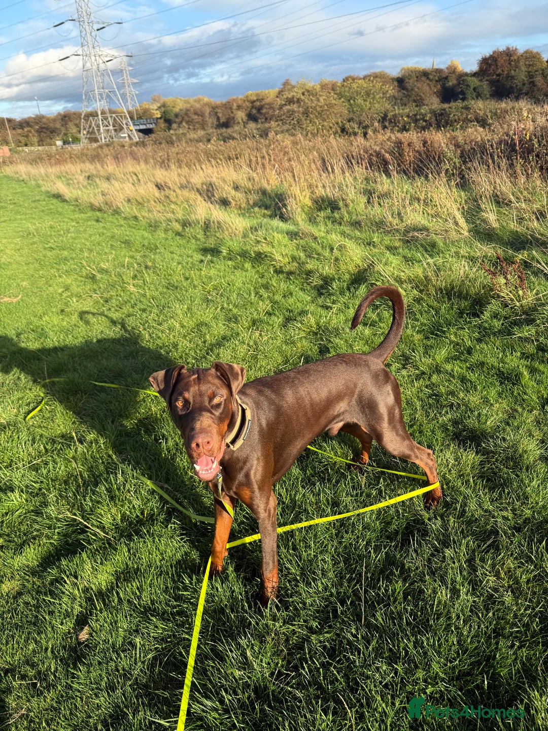 Dobermann dogs for sale: Looking for a forever home for our beautiful boy  - Image 2