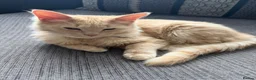 Mixed Breed cats for sale: ragdoll kitten  in Bradford - Advert 2