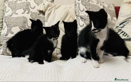 Mixed Breed cats for sale: Kittens  - Image 5