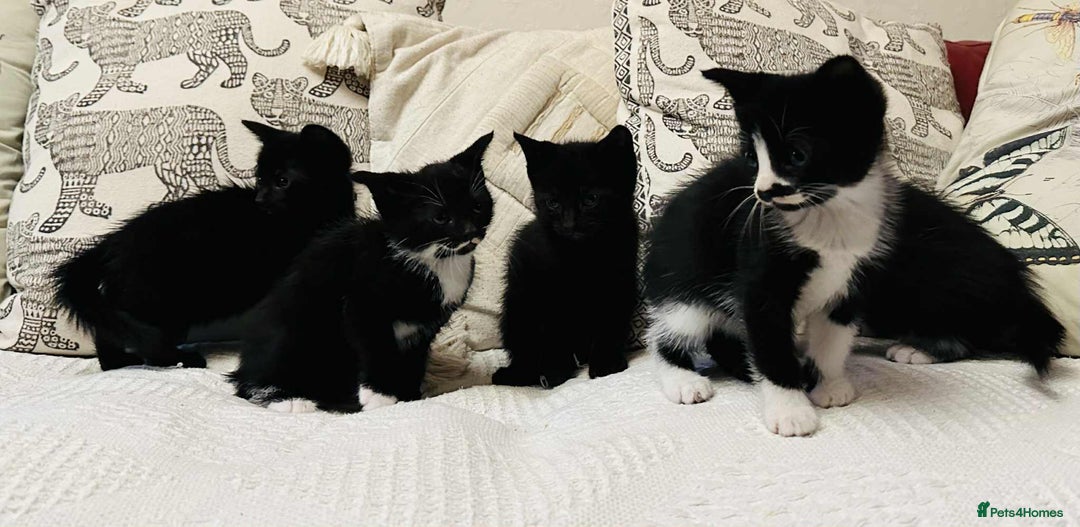Mixed Breed cats for sale: Kittens  - Image 5