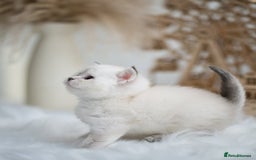 British Shorthair cats for sale: Beautiful colourpoint British shorthair kittens - Image 5