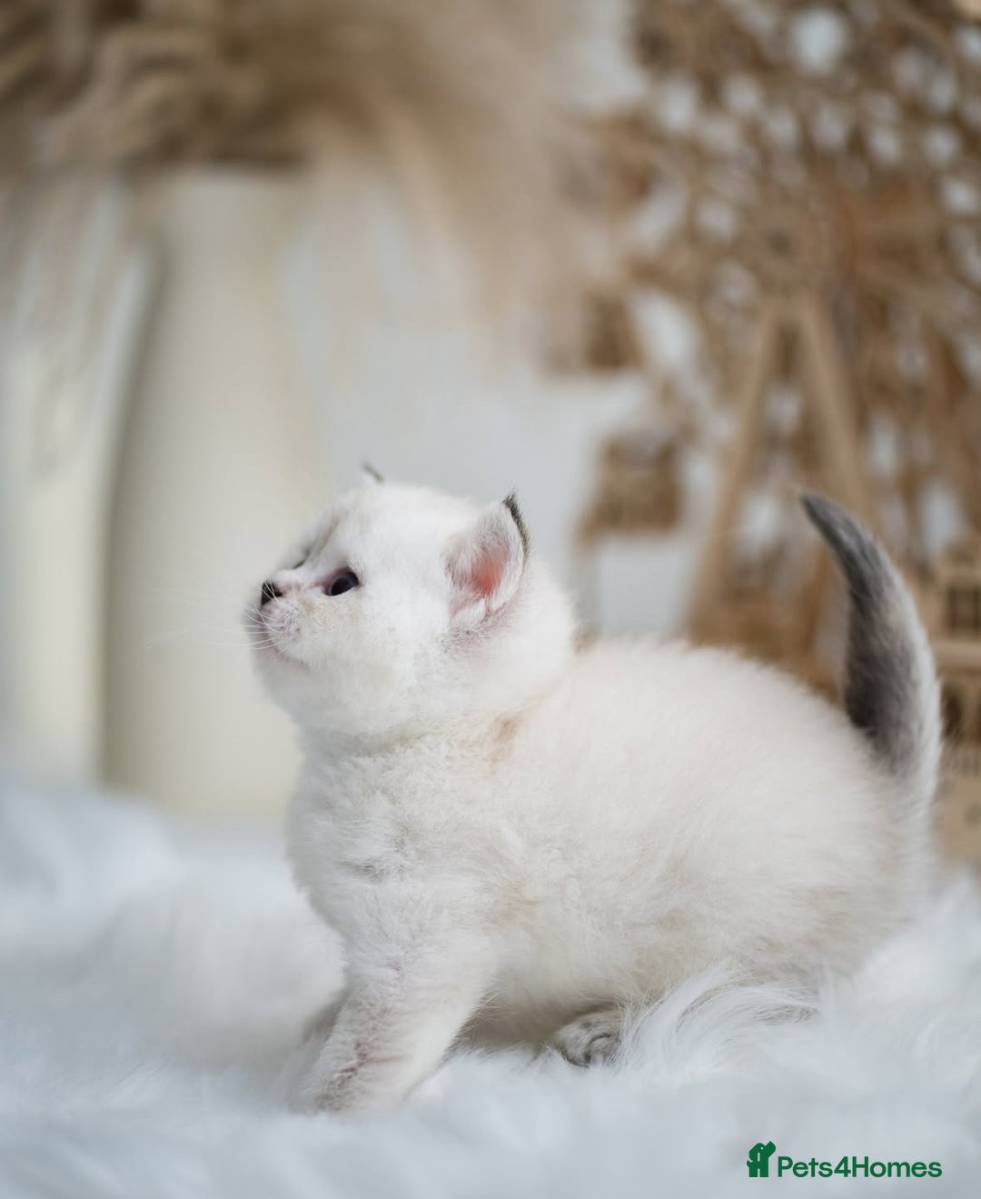 British Shorthair cats for sale: Beautiful colourpoint British shorthair kittens - Image 5