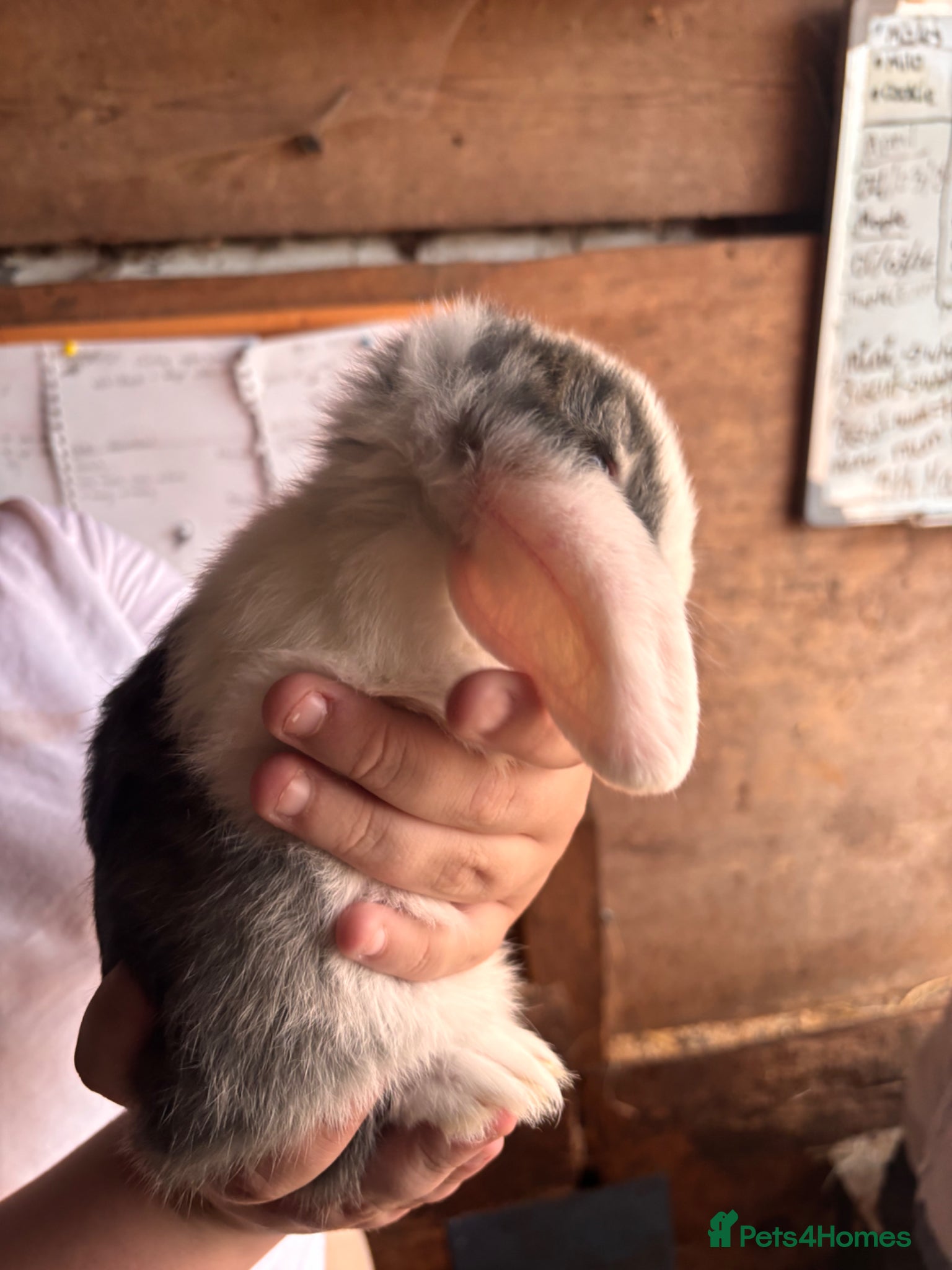 Mini Lop rabbits for sale: 8 beautiful baby’s rabbit  - Advert 27