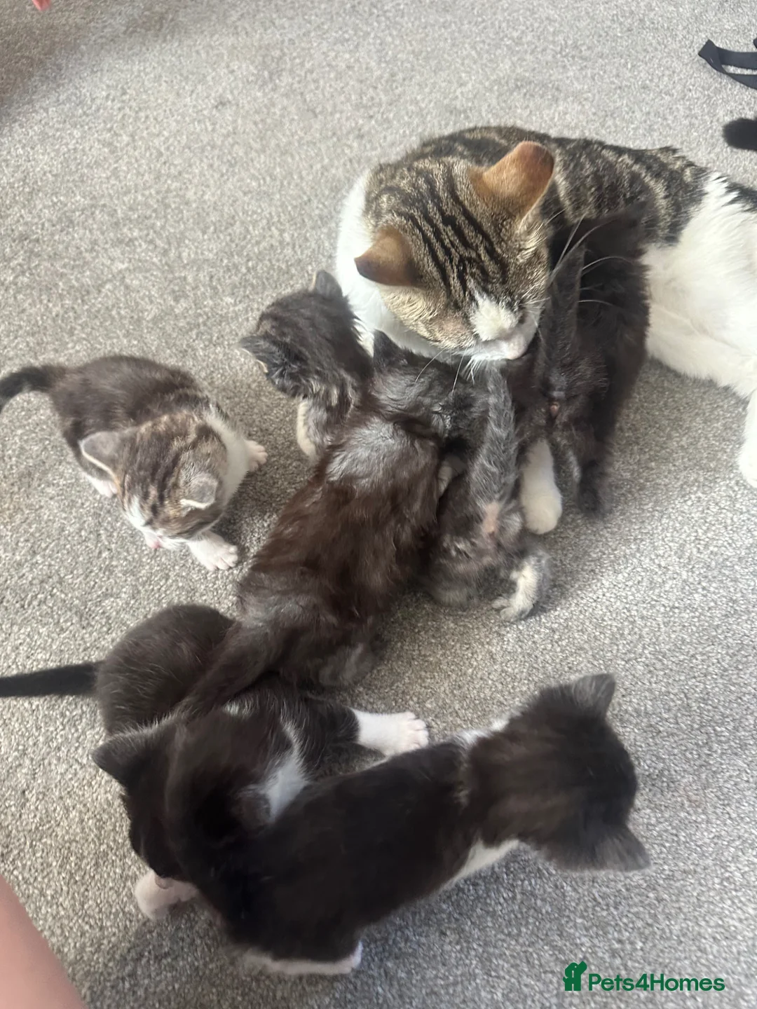 Mixed Breed cats for sale: Kittens  - Advert 2
