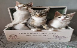 British Shorthair cats for sale: 3 Little Girl Kittens still Looking for new homes! - Image 7