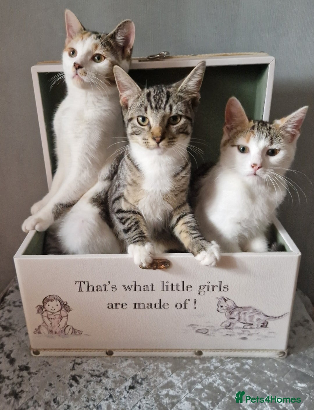 British Shorthair cats for sale: 3 Little Girl Kittens still Looking for new homes! - Image 7