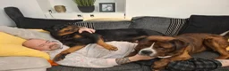 Rottweiler dogs for sale: Personal sock thief  - Advert 4