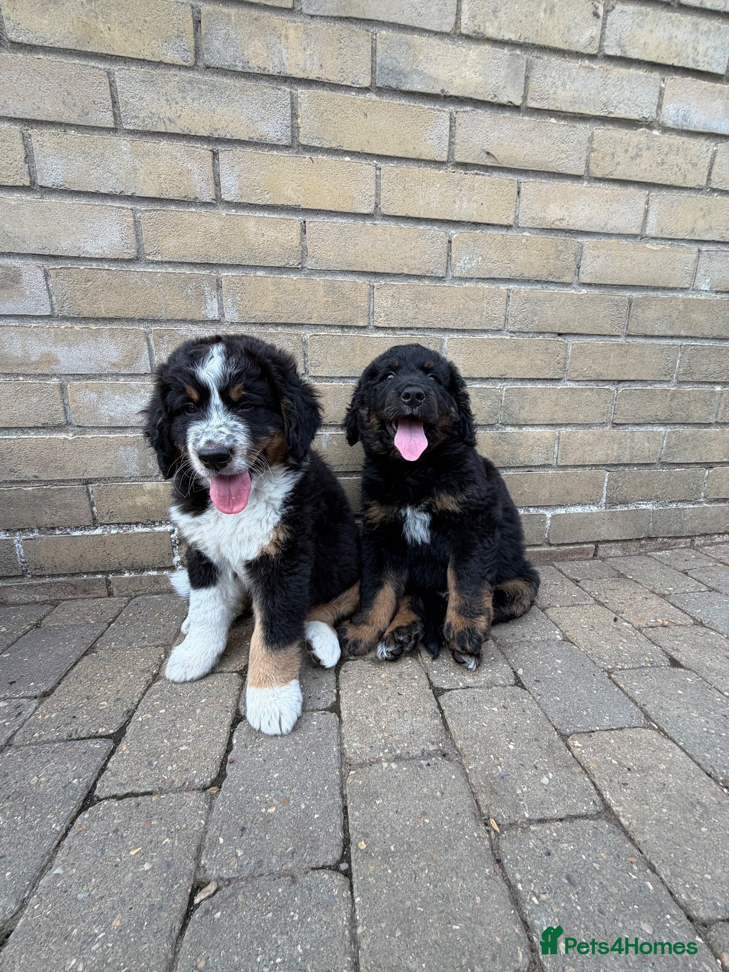Bernedoodle dogs 2 gorgeous bernedoodle puppies available😍 - Advert 1