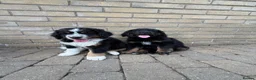 Bernedoodle dogs for sale: 2 gorgeous bernedoodle puppies available😍 - Advert 1
