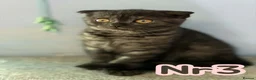Scottish Fold cats for sale:  3 Full Pedigree Fold Girls        - Advert 11