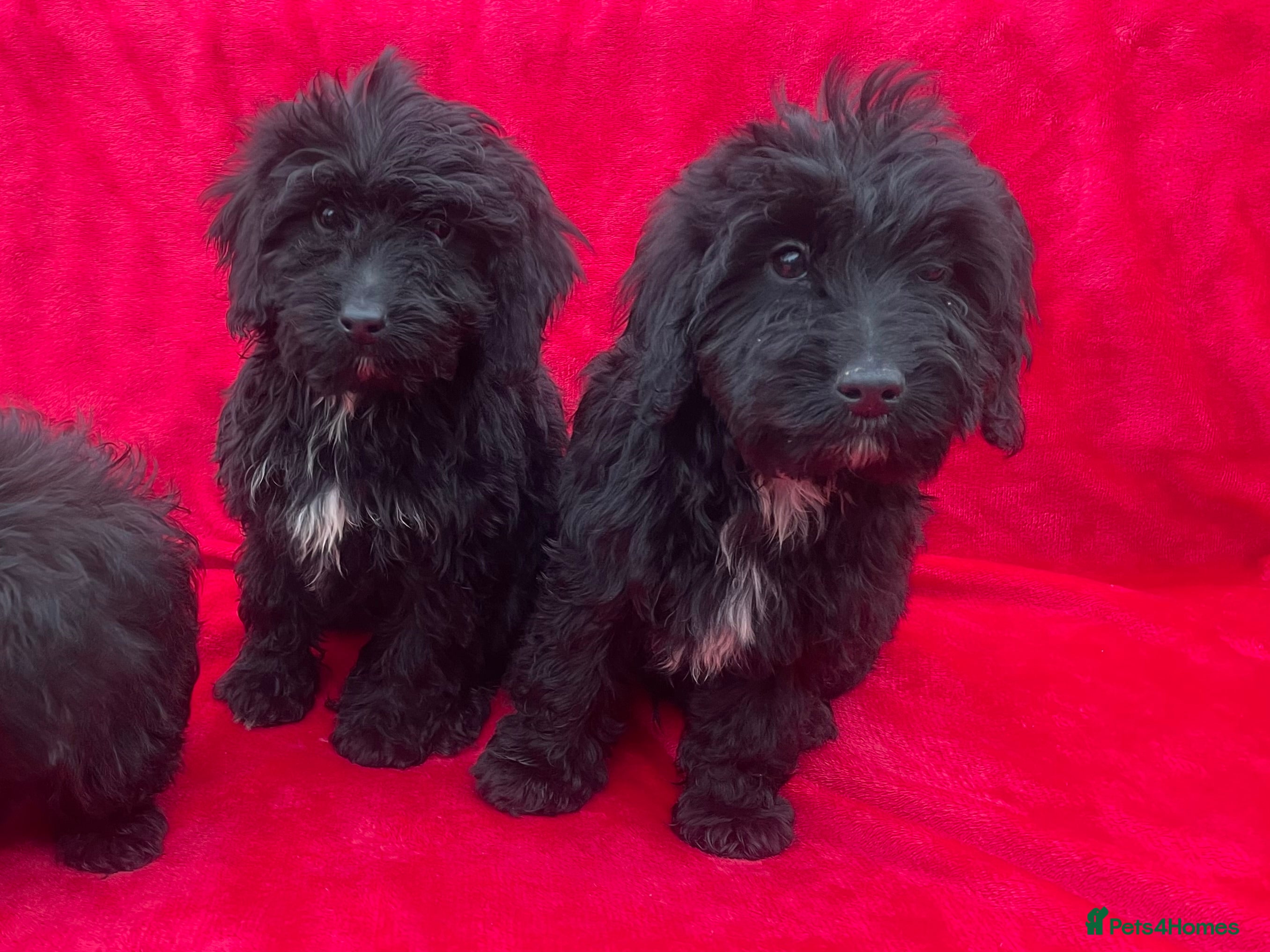 Cockapoo dogs F1 cockapoo puppies for sale - Advert 4