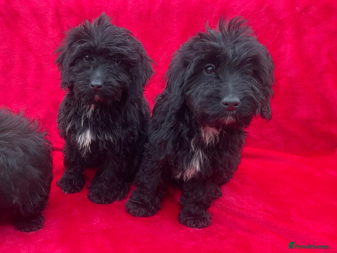 Cockapoo dogs for sale: F1 cockapoo puppies for sale - Advert 6